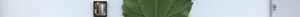 leafstrip