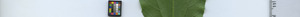 leafstrip