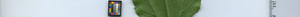 leafstrip