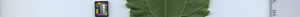 leafstrip