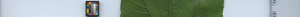 leafstrip