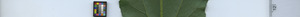 leafstrip