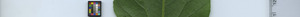 leafstrip