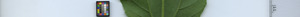 leafstrip