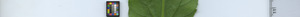 leafstrip