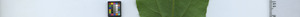leafstrip