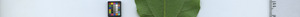 leafstrip