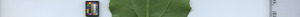 leafstrip