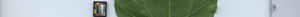 leafstrip