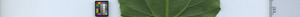 leafstrip
