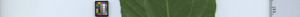 leafstrip