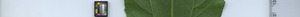 leafstrip