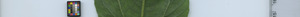 leafstrip