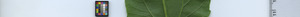 leafstrip