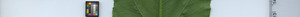 leafstrip