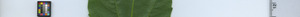 leafstrip