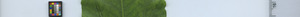 leafstrip