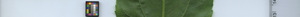 leafstrip