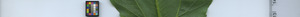 leafstrip