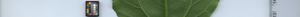 leafstrip