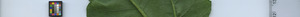 leafstrip