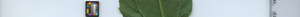 leafstrip