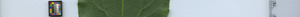 leafstrip