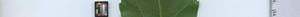 leafstrip