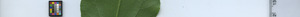 leafstrip
