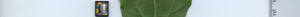 leafstrip