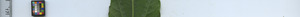 leafstrip