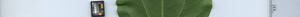 leafstrip