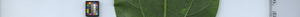 leafstrip