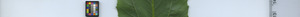 leafstrip