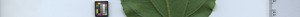 leafstrip