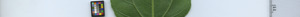 leafstrip