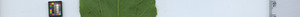 leafstrip
