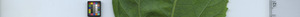 leafstrip