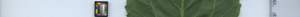 leafstrip