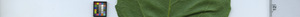 leafstrip