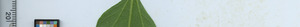 leafstrip
