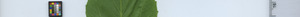 leafstrip
