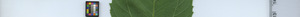 leafstrip