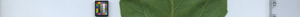 leafstrip