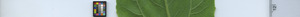 leafstrip