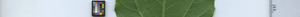 leafstrip