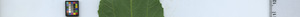 leafstrip