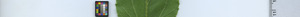 leafstrip