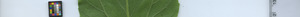 leafstrip