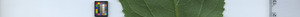 leafstrip
